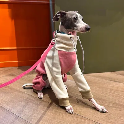 Mono Perro de Mundo